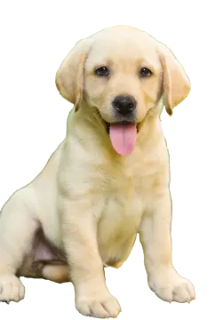 a puppy sitting down with its tongue out