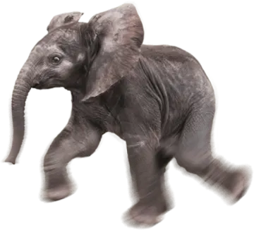 a baby elephant walking across a white surface