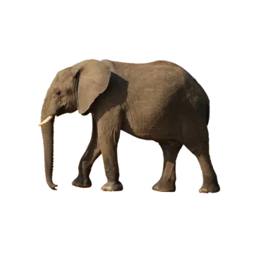 an elephant walking on a white background