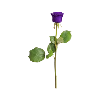 a single purple rose on a white background