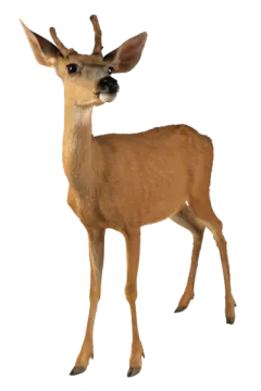 a small deer standing in front of a white background
