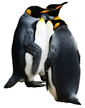 two penguins standing next to each other penguins
