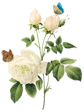 a white rose with a butterfly on it