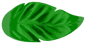 a green leaf