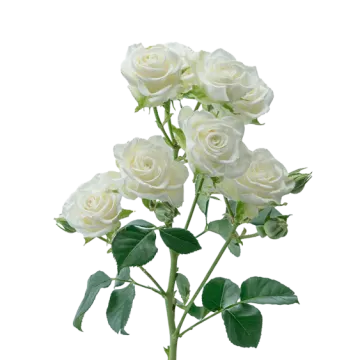 a bunch of white roses on a white background