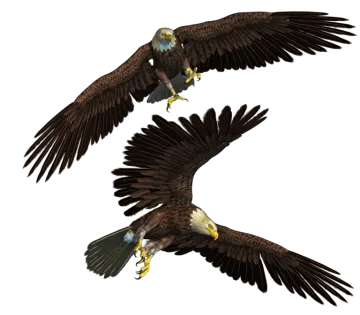 two eagles flying side by side