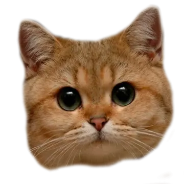 a close up of a cat's face