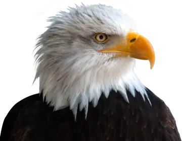 a close up of a bald eagle's head