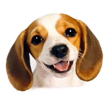 a close up of a dog's face on a white background