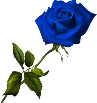 a blue rose on a white background