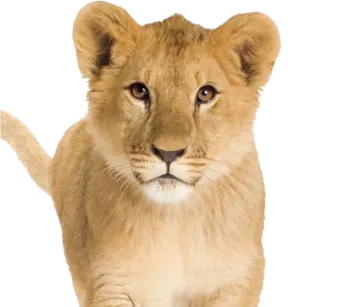a small lion cub