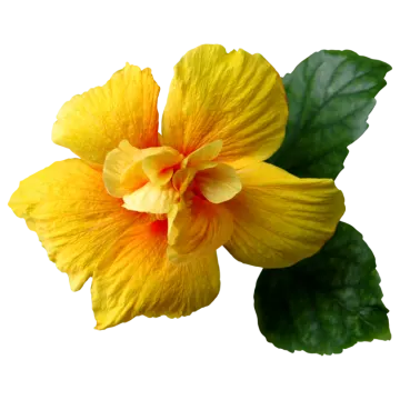 a yellow flower with green leaves on it