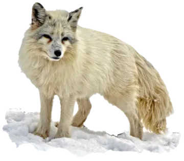 a white fox standing in the snow