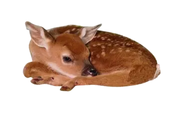a baby deer is laying down on the ground