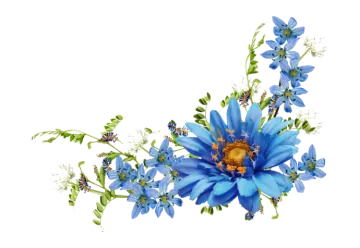 blue flowers on a white background