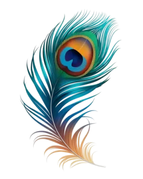 a peacock feather on a white background