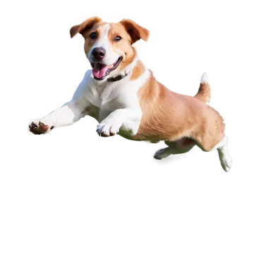 a small brown and white dog jumping in the air