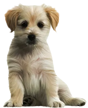 a small brown and white dog sitting down