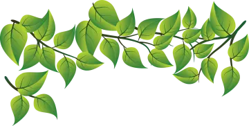 a branch with green leaves