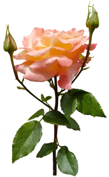 a single pink rose on a white background