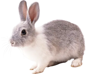 a gray and white rabbit on a white background