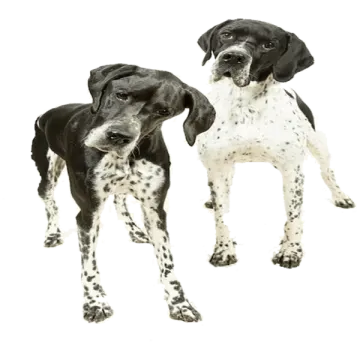 two black and white dogs standing side by side