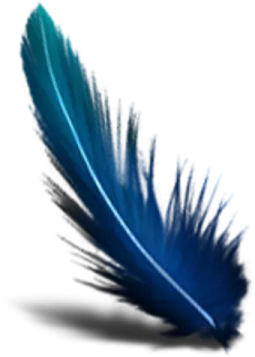 a blue feather on white background