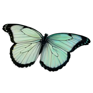 a green butterfly on a white background