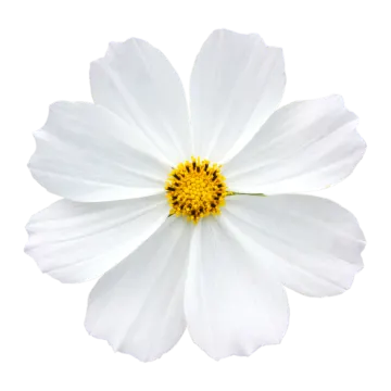 a white flower with yellow center