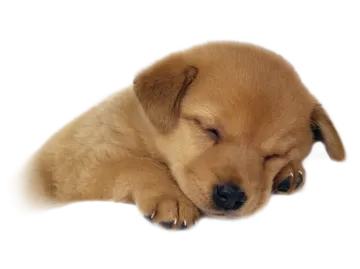 a puppy is laying down on the ground
