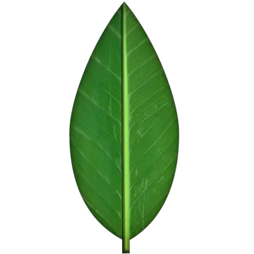 a green leaf on a white background