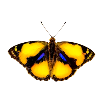 a yellow butterfly on a white background