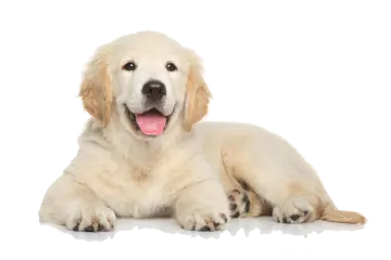 a dog laying down with its tongue out