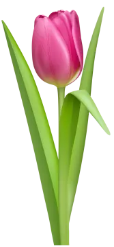 a pink tulip on a white background