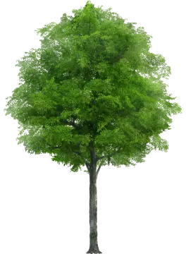 a tree on a white background
