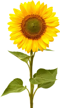 a yellow sunflower on a white background