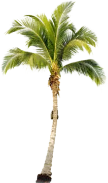a palm tree on a white background