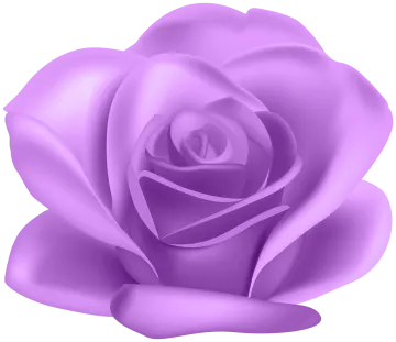 a purple rose on a white background