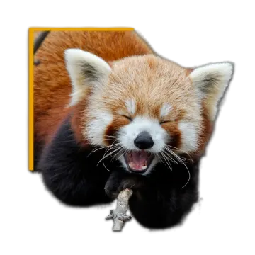 a picture of a red panda with its mouth open