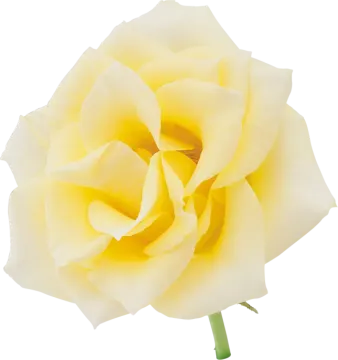 a single yellow rose on a white background