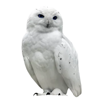 a white owl sitting on top of a table