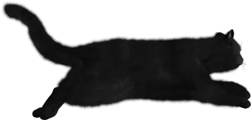 a black cat is laying down on its back