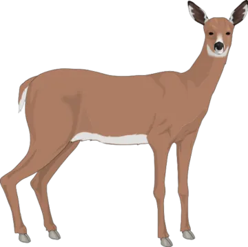 a deer standing in front of a white background