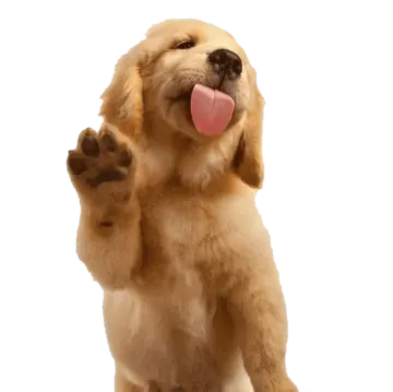 a small dog with its tongue sticking out
