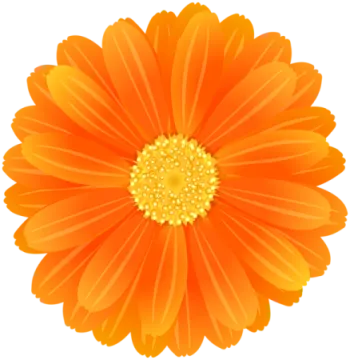 an orange flower with yellow centers