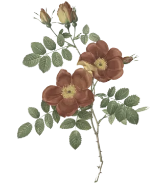a drawing of a flower on a white background