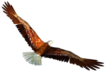 an eagle flying in the air with its wings spread