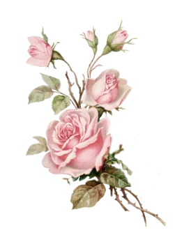a painting of pink roses on a white background