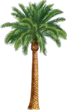 a palm tree on a white background