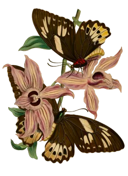 two butterflies sitting on top of a flower